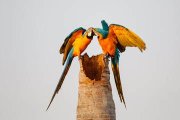 Wall Mural - Close up couple of Blue-and-yellow macaws fin love, facing each other, bill and coo on a palm tree trunk against bright sky, Amazonian lagoon, San Jose do Rio Claro, Mato Grosso, Brazil