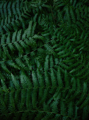 Wall Mural - Dark green fern branches texture