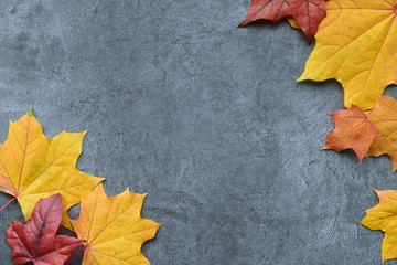 Wall Mural - autumn composition. autumn frame of maple leaves. flat lay, top view