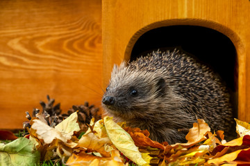 Hedgehog leaving his house, (Scientific name: Erinaceus Europaeus) wild, free roaming hedgehog, taken from wildlife garden hide to monitor health and population of this favourite but declining mammal