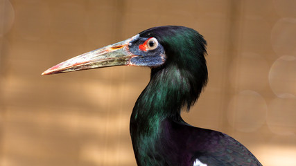 Wall Mural - portrait of a abdim's stork