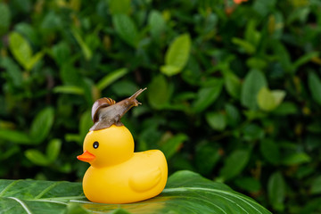 Wall Mural - A small Achatina snail sitting at the top of a yellow small rubber duck posing on a green leaf among green wet foliage..Cosmetology concept