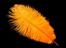 Colored Ostrich Feather Isolated On Black Background