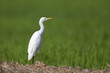 A little egret (Egretta garzetta) perched in the rice fields of the Algarve Portugal