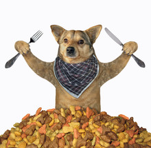 The Dog In A Neck Napkin With A Knife And A Fork Sits In Front Of The A Pile Of Dry Food. White Background. Isolated.