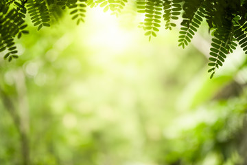 Closeup beautiful view of nature green leaves on blurred greenery tree background with sunlight in public garden park. It is landscape ecology and copy space for wallpaper and backdrop.