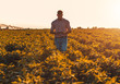 © Zoran Zeremski - Farmer walking in soybean field holding tablet in his hands and examining crop at sunset.