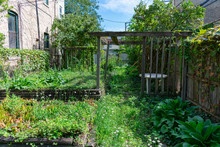 Overgrown Home Backyard Green Urban Garden