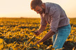 © Zoran Zeremski - Farmer walking in soybean field holding phone in his hands and examining crop at sunset.
