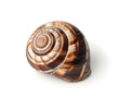 © Coprid - Land snail shell