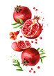 Flying fresh ripe whole and cut pomegranate with seeds, flower and leaves. Watercolor hand drawn illustration, isolated on white background