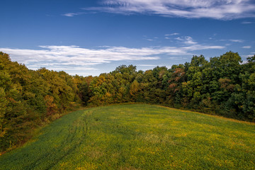 Field in the Trees