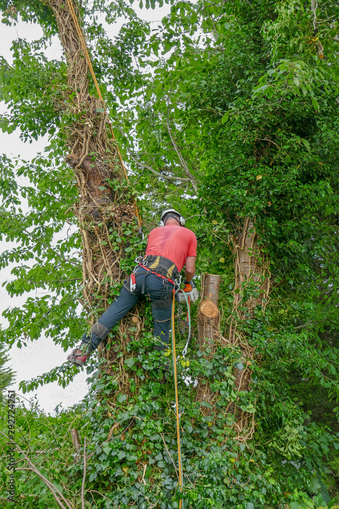 Tree Surgeon or Arborist using a chainsaw and safety ropes while ...