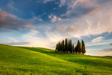 Impressive Spring Landscape,view With Vineyards And Cypresses,tuscany,italy