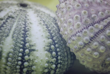 Two Small Sea Urchin Shells