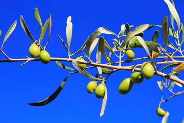 Olives on olive tree branch