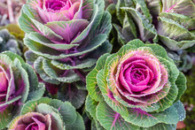 Wet Oranamental Cabbages From Close