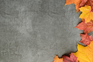 Wall Mural - autumn composition. autumn frame of maple leaves. flat lay, top view