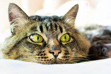 Portrait Of The Face Of A Fluffy Gray Tabby Cat With Green Eyes Lies On A Light Plaid, Looks Away, Close-up On The Background Of A Window.