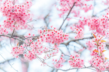  Beautiful  Pink Cherry Blossom on nature background , Sakura flower blooming