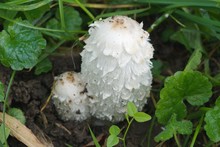 Two Snow-white Coprinus With Funny Cap
