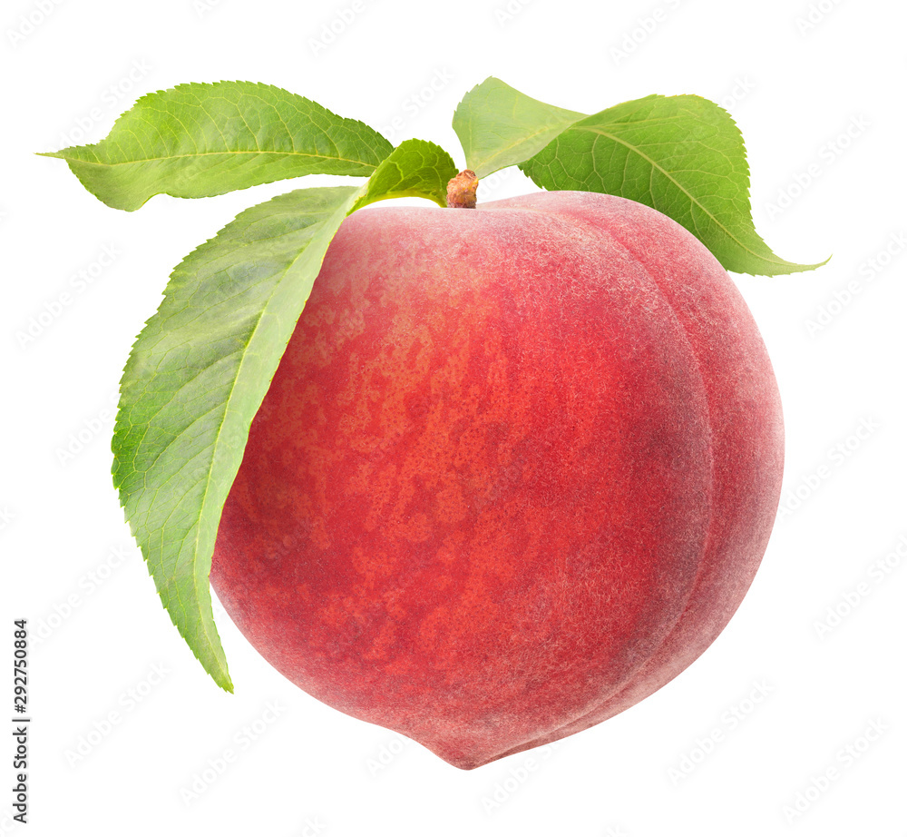 isolated peach. One raw pink peach hanging on a stem with leaves ...