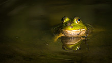 Bullfrog Frog In The Pond