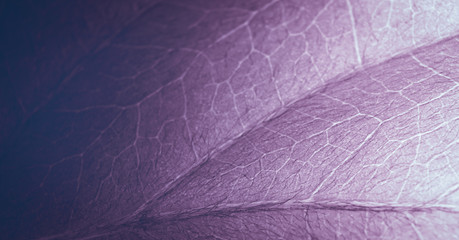 Fotomurales - Abstract organic texture of leaf.