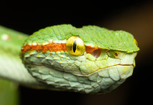 Tropidolaemus Wagleri  - Wagler Pit Viper Snake Against Black Background - Male