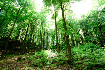 Tree scape in the forest