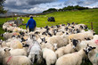 Farmer collecting group of Swaledale sheep for innoculation shots on a farm in Yorkshire Dales National Park in the valley of the River Swale