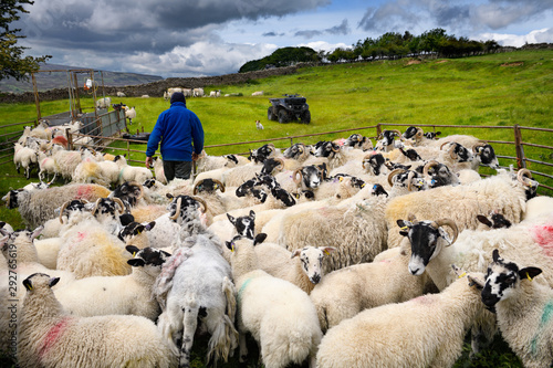 Fotomural Farmer collecting group of Swaledale sheep for innoculation shots on a farm in Y