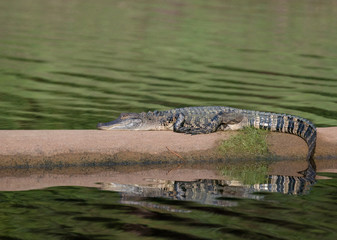 Sticker - Young Alligator sitting in the autum sun