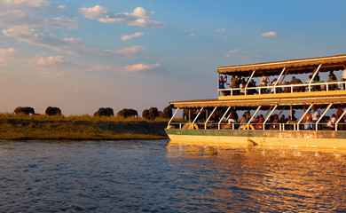 Wall Mural - Boat of tourists on the Chobe River.