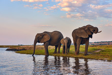 Two Adult Elephants And A Small One (Loxodonta Africana) Drink Along The Banks Of An African River