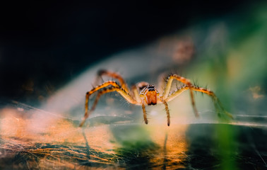 Wall Mural - Close-up view of spider in the morning