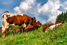 Brown Cows Wearing A Bell In An Alpine Meadow