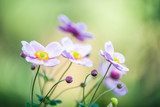 Fototapeta Kwiaty - 	紫色のシュウメイギクの花