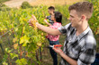 © phoenix021 - Group of young people picking grapes, harvesting seaso