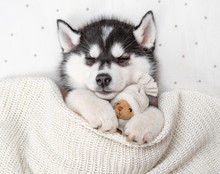 Sleeping Siberian Husky Puppy Hugging Toy Bear On Pillow Under Blanket At Home. Top View