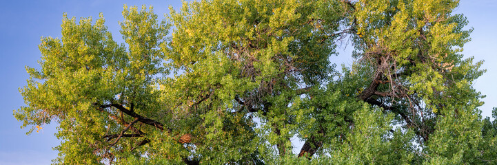 Giant cottonwood tree in early fall