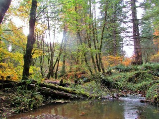  Wolf Creek in the Fall