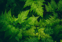 Close Up Green Leave Fern. Nature Green Plant Pattern Background And Texture.