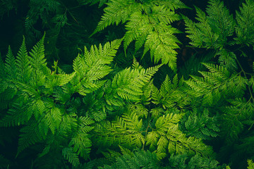 Close up green leave fern. Nature green plant pattern background and texture.