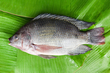 Wall Mural - Tilapia fish freshwater for cooking food in the asian restaurant - Fresh raw tilapia on banana leaf background