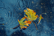 Beautiful Old Withered Torn Yellow Autumn Maple Leaves In Puddle On Ground Under Rain. Fall Weather Season. Concept Of Death, Despair And Sad Melancholic Feelings.