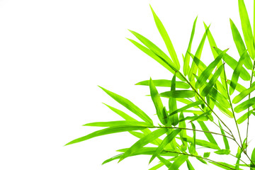 Wall Mural - bamboo leaves isolated on white background.