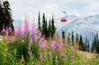 Whistler, BC / Canada - August 31, 2019: Fireweed on Blackcomb Mountain with a gondola and Whistler Mountain in the background.