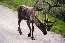 Male Caribou On The Road In Denali National Park And Preserve In Alaska, United States.