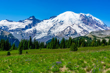 Landscape Mountain Picture: Medows View Mount Rainier